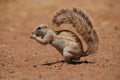 Cape Ground Squirrel (Xerus inauris)