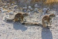 Cape Ground Squirrel (Xerus inauris) Royalty Free Stock Photo