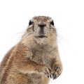 Cape Ground Squirrel, Xerus inauris Royalty Free Stock Photo