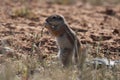 Cape ground squirrel xerus inauris