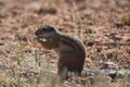 Cape ground squirrel xerus inauris