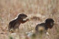 Cape ground squirrel xerus inauris