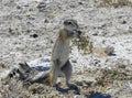 Cape ground squirrel Xerus inauris eating the root.