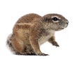 Cape Ground Squirrel, Xerus inauris, sitting Royalty Free Stock Photo