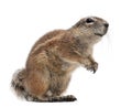 Cape Ground Squirrel, Xerus inauris, standing