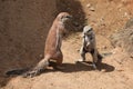 Cape ground squirrel (Xerus inauris). Royalty Free Stock Photo