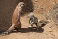 Cape ground squirrel (Xerus inauris).