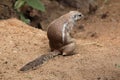 Cape ground squirrel (Xerus inauris).