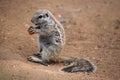 Cape ground squirrel (Xerus inauris).