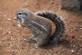 Cape ground squirrel (Xerus inauris). Royalty Free Stock Photo