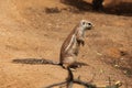 Cape ground squirrel (Xerus inauris).