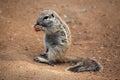 Cape ground squirrel (Xerus inauris).