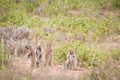 Cape ground squirrels looking in different directions