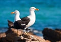 Cape Gull Royalty Free Stock Photo