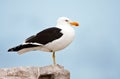 Cape Gull Royalty Free Stock Photo