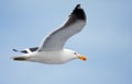 Cape Gull Royalty Free Stock Photo