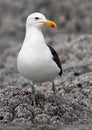 Cape Gull Royalty Free Stock Photo