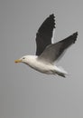 Cape Gull in flight Royalty Free Stock Photo