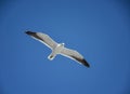 Cape Gull In Flight Royalty Free Stock Photo