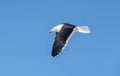 Cape Gull In Flight Royalty Free Stock Photo