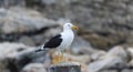 A Cape Gull, Larus dominicanus ssp vetula, sits atop a wooden post Royalty Free Stock Photo