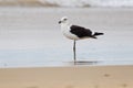 Cape gull (larus vetula) Royalty Free Stock Photo