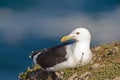 Cape gull (larus vetula) Royalty Free Stock Photo