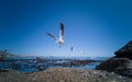 Cape Gulls seagull Flying over sea