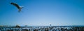 Cape Gulls seagull Flying over sea