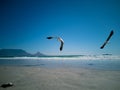 Cape Gulls seagull Flying over sea