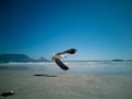 Cape Gulls seagull Flying over sea