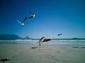 Cape Gulls seagull Flying over sea