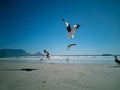 Cape Gulls seagull Flying over sea