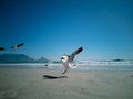 Cape Gulls seagull Flying over sea