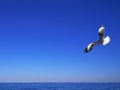 Cape Gulls seagull Flying over sea