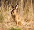 Cape Hare in long grass at Witsand in South Africa