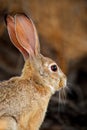 Portrait of a cape hare with long ears and large eyes, South Africa