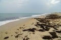 Cape Hatteras National Seashore on Hatteras Island North Carolina USA Royalty Free Stock Photo