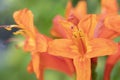 Cape Honeysuckle macro photo. Orange tropical flowers background Royalty Free Stock Photo