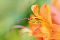 Cape Honeysuckle macro photo. Orange tropical flowers background Royalty Free Stock Photo