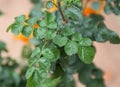 Cape Honeysuckle, Tecoma capensis