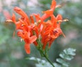 Cape Honeysuckle, Tecoma capensis