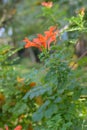Cape honeysuckle Tecoma capensis tubular orange-red flowers