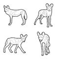 Cape Hunting Dog Vector Illustration Hand Drawn Animal Cartoon Art Royalty Free Stock Photo