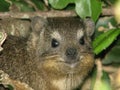 Cape Hyrax Royalty Free Stock Photo