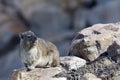 Cape Hyrax