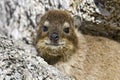 Cape hyrax close-up Royalty Free Stock Photo