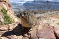 Cape Hyrax