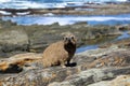 Cape Hyrax