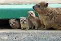Cape Hyrax, or Rock Hyrax, (Procavia capensis) Royalty Free Stock Photo